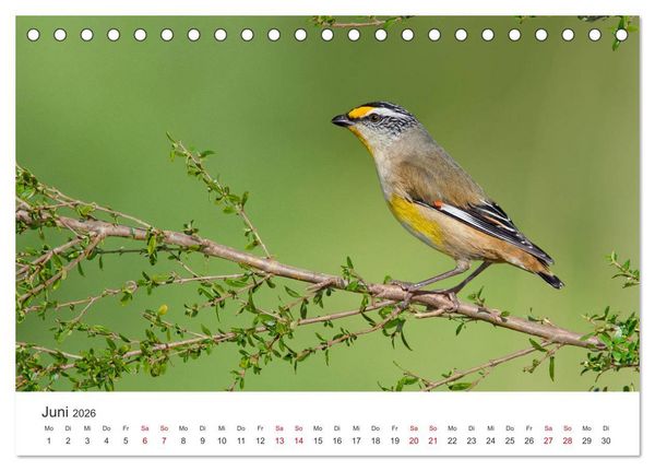 Produktbild: Singv&ouml;gel aus Australien (Tischkalender 2026 DIN A5 quer), CALVENDO Monatskalender