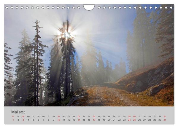 Produktbild: Komm, ich zeige dir den Wald (Wandkalender 2026 DIN A4 quer), CALVENDO Monatskalender