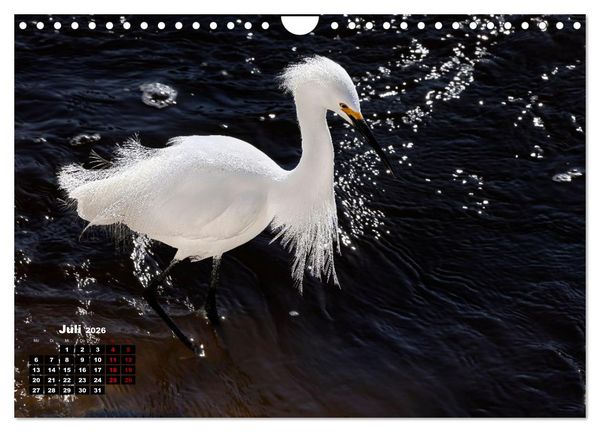 Produktbild: Floridas wunderbare Vogelwelt (Wandkalender 2026 DIN A4 quer), CALVENDO Monatskalender