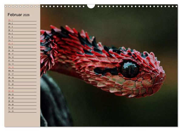 Produktbild: Giftschlangen (Wandkalender 2026 DIN A3 quer), CALVENDO Monatskalender
