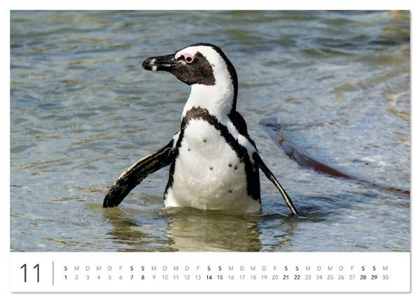 Produktbild: S&uuml;dafrika Garden Route (hochwertiger Premium Wandkalender 2026 DIN A2 quer), Kunstdruck in Hochglanz