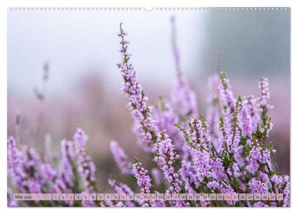 Produktbild: Wunderbare Heidelandschaften (Wandkalender 2026 DIN A2 quer), CALVENDO Monatskalender