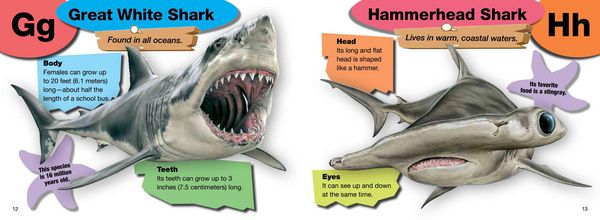 Produktbild: A-Z of Sharks