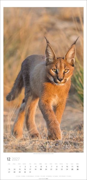 Produktbild: Big Cats Kalender 2027