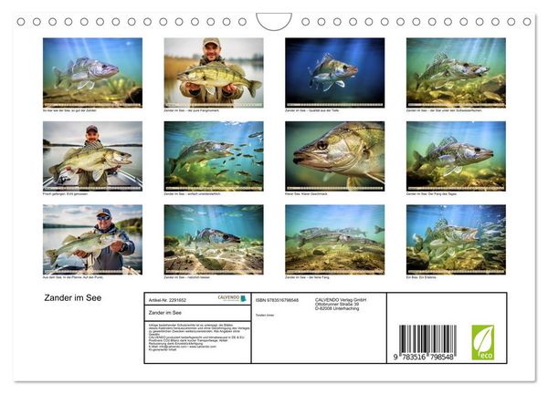 Produktbild: Zander im See (Wandkalender 2027 DIN A4 quer), CALVENDO Monatskalender