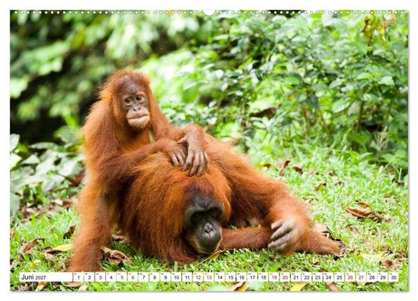 Produktbild: Orang-Utans - Menschen des Regenwaldes (Wandkalender 2027 DIN A2 quer), CALVENDO Monatskalender