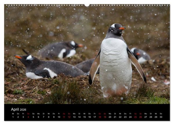 Produktbild: Pinguine - sympathische Fracktr&auml;ger im eisigen S&uuml;den (Wandkalender 2026 DIN A2 quer), CALVENDO Monatskalender