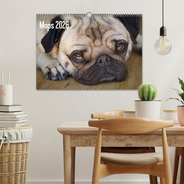 Produktbild: Mops 2026 (Wandkalender 2026 DIN A3 quer), CALVENDO Monatskalender
