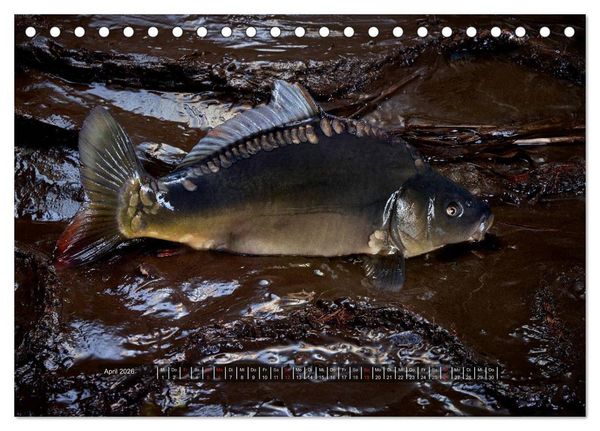 Produktbild: UNSER FISCH. S&Uuml;&szlig;WASSER. (Tischkalender 2026 DIN A5 quer), CALVENDO Monatskalender
