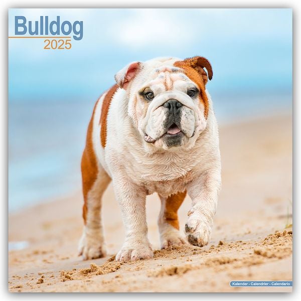 Bulldog - Bulldoggen 2025 – 16-Monatskalender