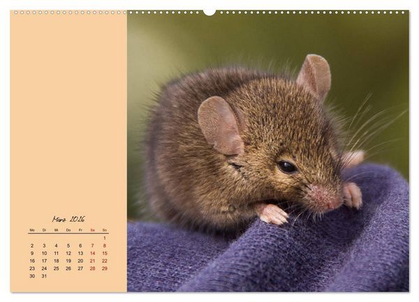 Produktbild: Mausige Zeiten! Putzige Gesellen mit Knopfaugen (hochwertiger Premium Wandkalender 2026 DIN A2 quer), Kunstdruck in Hochglanz