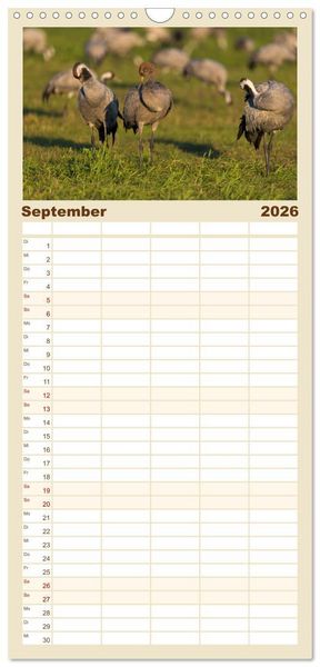 Produktbild: Familienplaner 2026 - Mit Kranichen durch das Jahr mit 5 Spalten (Wandkalender, 21 x 45 cm) CALVENDO