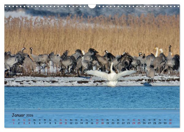 Produktbild: Faszination Zugv&ouml;gel - Rekorde in der Vogelwelt (Wandkalender 2026 DIN A3 quer), CALVENDO Monatskalender