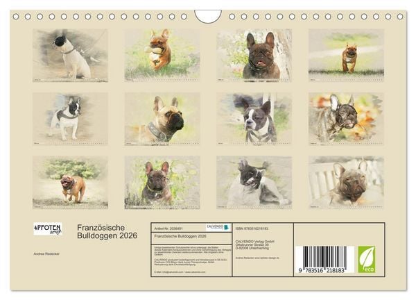 Produktbild: Franz&ouml;sische Bulldoggen 2026 (Wandkalender 2026 DIN A4 quer), CALVENDO Monatskalender