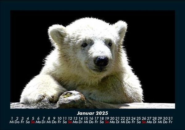 Produktbild: Eisb&auml;ren 2025 Fotokalender DIN A5