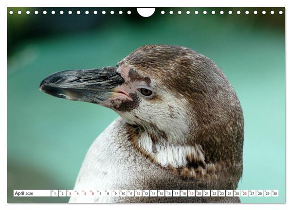 Produktbild: Tierische Fracktr&auml;ger (Wandkalender 2026 DIN A4 quer), CALVENDO Monatskalender
