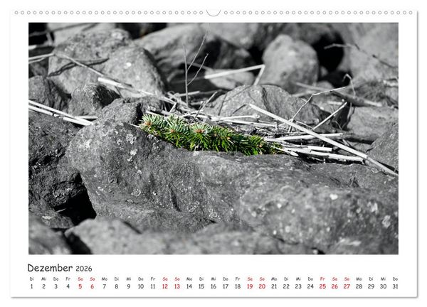 Produktbild: Gestrandet -Treibgut- (Wandkalender 2026 DIN A2 quer), CALVENDO Monatskalender
