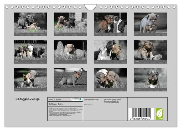 Produktbild: Bulldoggen-Zwerge (Wandkalender 2026 DIN A4 quer), CALVENDO Monatskalender