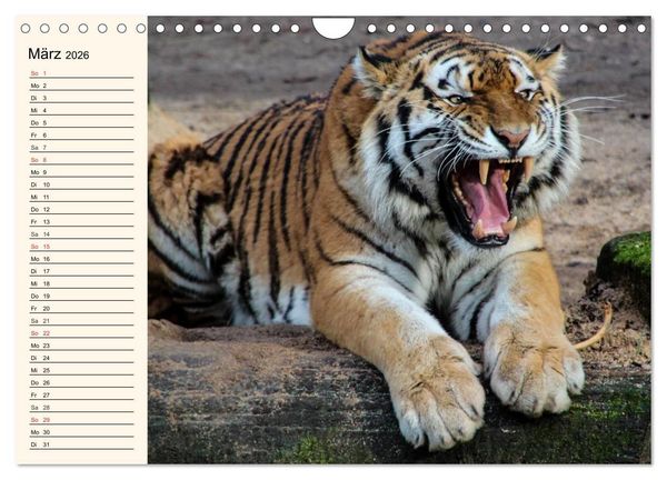 Produktbild: Tiger. Gestreift, wild und sch&ouml;n (Wandkalender 2026 DIN A4 quer), CALVENDO Monatskalender