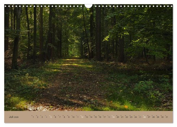 Produktbild: Unser Wald - Magische Sichten in norddeutsche W&auml;lder (Wandkalender 2026 DIN A3 quer), CALVENDO Monatskalender