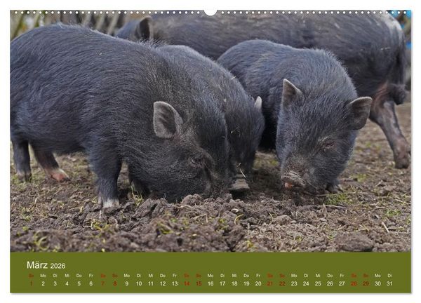 Produktbild: Faszination Minischweine (hochwertiger Premium Wandkalender 2026 DIN A2 quer), Kunstdruck in Hochglanz