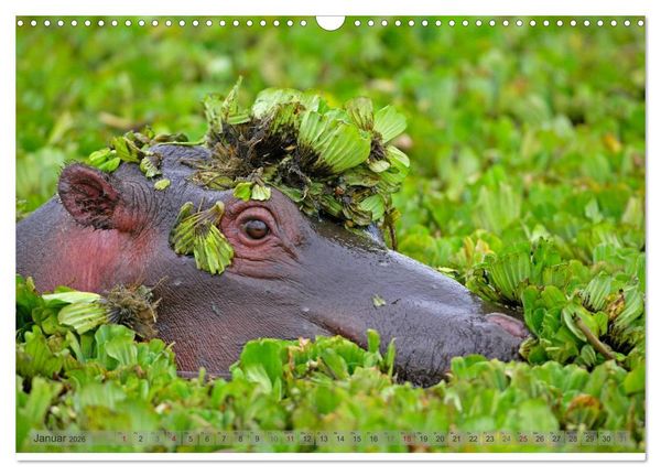Produktbild: Flusspferde Magie des Augenblicks - Hippos in Afrika (Wandkalender 2026 DIN A3 quer), CALVENDO Monatskalender