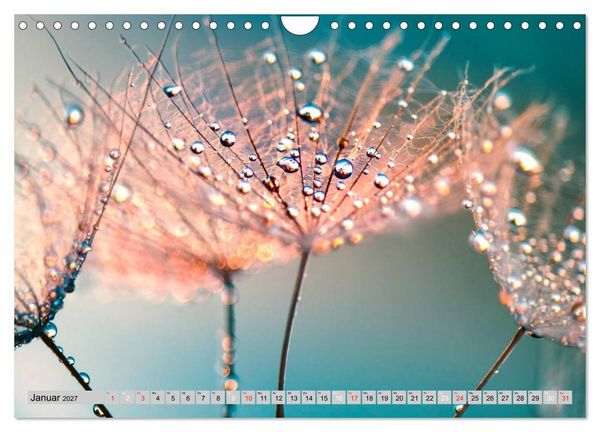 Produktbild: PusteblumenZauber (Wandkalender 2027 DIN A4 quer), CALVENDO Monatskalender