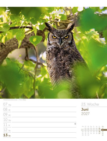 Produktbild: V&ouml;gel Wochenplaner Kalender 2027