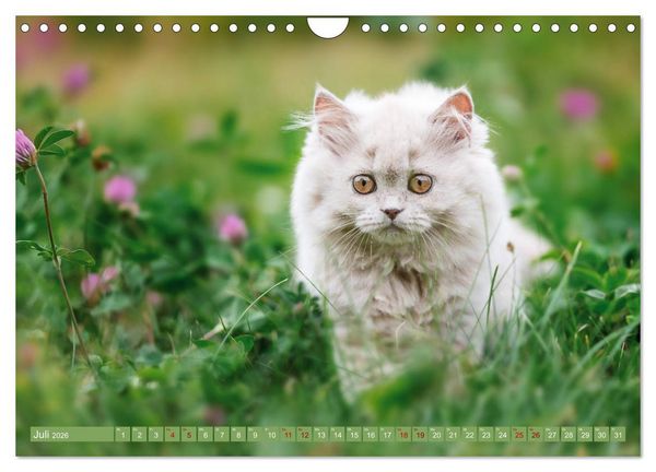 Produktbild: Kittens - Britisch Kurzhaar Katzenkinder (Wandkalender 2026 DIN A4 quer), CALVENDO Monatskalender