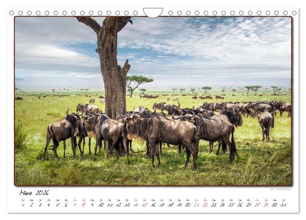 Produktbild: Abenteuer Masai Mara (Wandkalender 2026 DIN A4 quer), CALVENDO Monatskalender