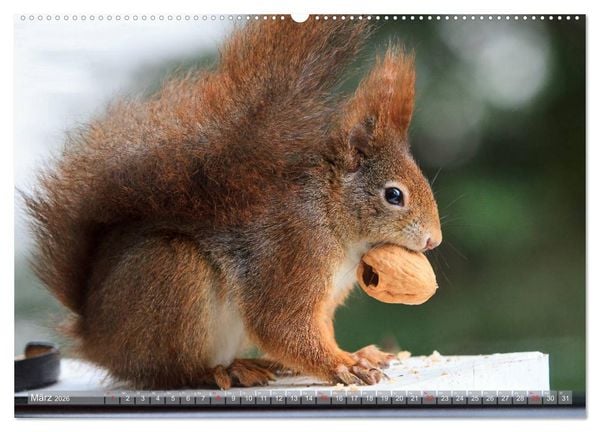 Produktbild: Eichh&ouml;rnchen am Fenster (Wandkalender 2026 DIN A2 quer), CALVENDO Monatskalender