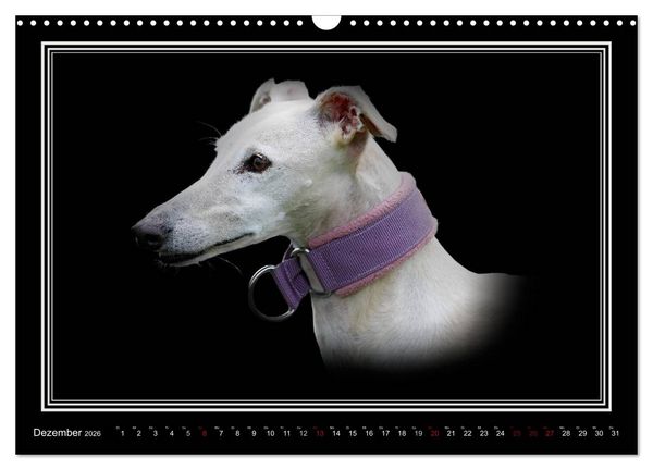Produktbild: Galgo Espa&ntilde;ol 2026- Der spanische Windhund (Wandkalender 2026 DIN A3 quer), CALVENDO Monatskalender