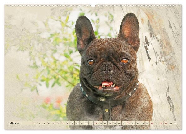 Produktbild: Franz&ouml;sische Bulldoggen (Wandkalender 2027 DIN A2 quer), CALVENDO Monatskalender
