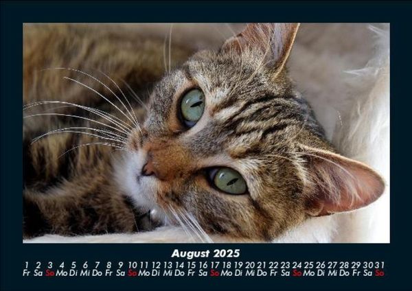 Produktbild: F&uuml;r Katzenfreunde 2025 Fotokalender DIN A5