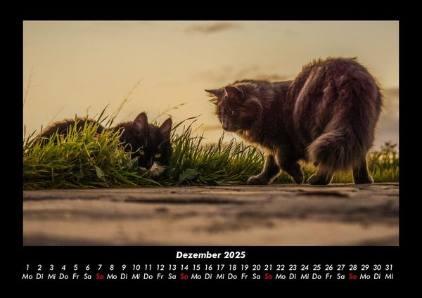 Produktbild: F&uuml;r Katzenfreunde 2025 Fotokalender DIN A3