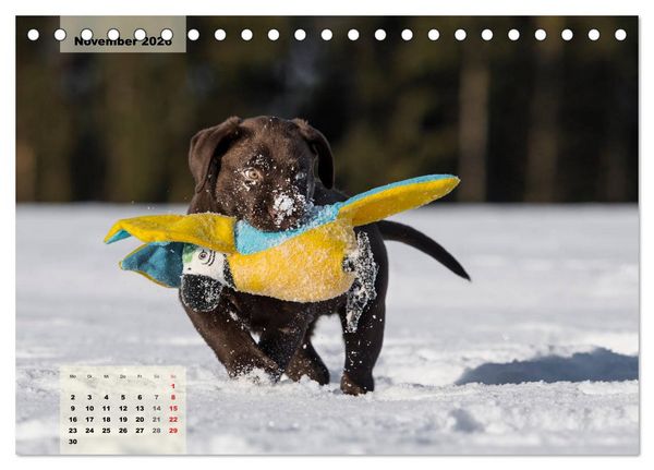 Produktbild: Welpenspa&szlig; (Tischkalender 2026 DIN A5 quer), CALVENDO Monatskalender