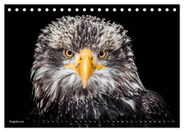 Produktbild: Greifv&ouml;gel und Eulen (Tischkalender 2026 DIN A5 quer), CALVENDO Monatskalender