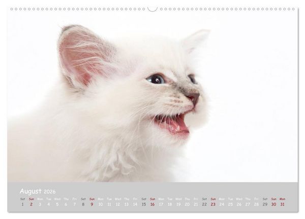 Produktbild: Amazing Ragdoll Kittens (High Quality Premium Wall Calendar 2026 DIN A2 landscape),CALVENDO 12 Month Wall Calendar