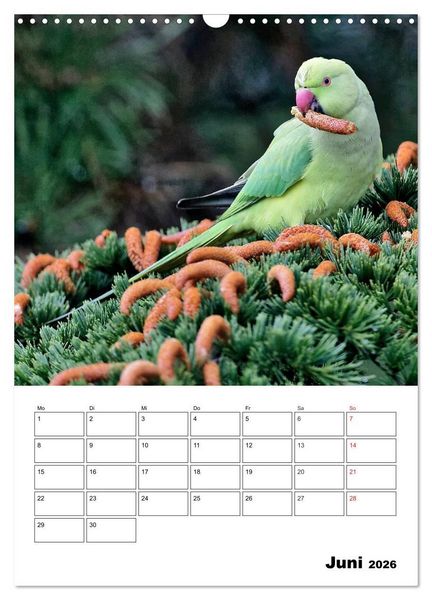 Produktbild: Bezaubernde V&ouml;gel im heimischen Garten (Wandkalender 2026 DIN A3 hoch), CALVENDO Monatskalender