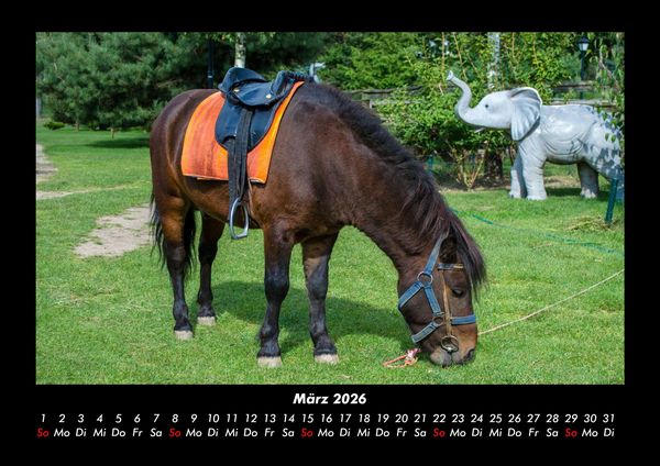 Produktbild: Pferdegefl&uuml;ster 2026 Fotokalender DIN A3