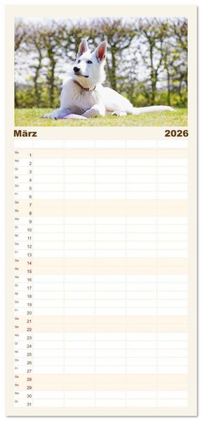 Produktbild: Familienplaner 2026 - Berger Blanc Suisse - Weggef&auml;hrten auf 4 Pfoten mit 5 Spalten (Wandkalender, 21 x 45 cm) CALVENDO