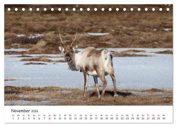 Produktbild: Rentiere (Tischkalender 2026 DIN A5 quer), CALVENDO Monatskalender