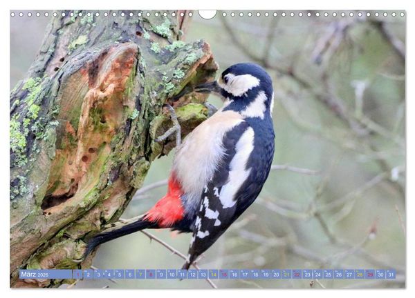 Produktbild: Gefiederte Gesellen - V&ouml;gel aus Wald und Garten (Wandkalender 2026 DIN A3 quer), CALVENDO Monatskalender