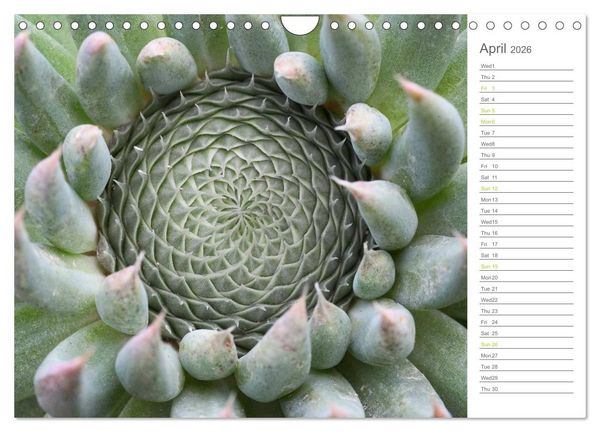 Produktbild: Sempervivum Fascinating Succulents (Wall Calendar 2026 DIN A4 landscape), CALVENDO 12 Month Wall Calendar