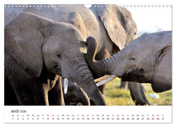 Produktbild: &Eacute;l&eacute;phants en Afrique (Calendrier mural 2026 DIN A3 vertical), CALVENDO calendrier mensuel