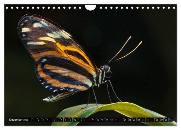 Produktbild: Kleinode der L&uuml;fte - Faszinierende tropische Schmetterlinge (Wandkalender 2026 DIN A4 quer), CALVENDO Monatskalender