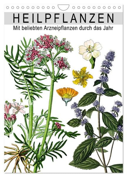 Produktbild: Heilpflanzen (Wandkalender 2026 DIN A4 hoch), CALVENDO Monatskalender