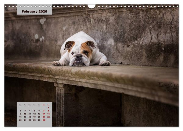 Produktbild: English Bulldog (Wall Calendar 2026 DIN A3 landscape), CALVENDO 12 Month Wall Calendar