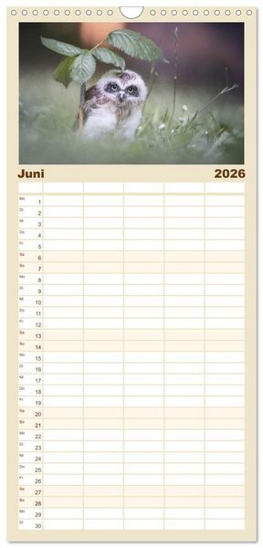 Produktbild: Familienplaner 2026 - Eulen - sch&ouml;n und geheimnisvoll mit 5 Spalten (Wandkalender, 21 x 45 cm) CALVENDO