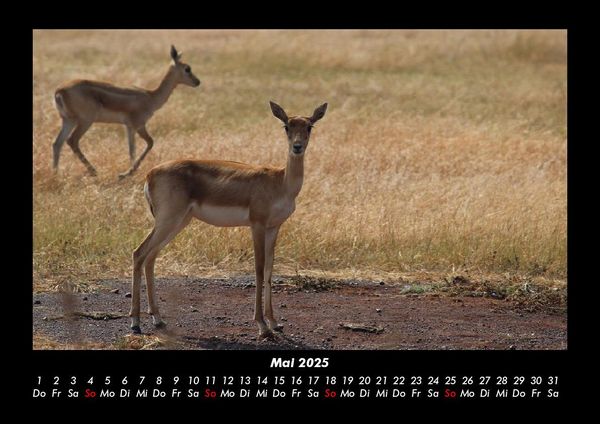 Produktbild: Waldbewohner 2025 Fotokalender DIN A3